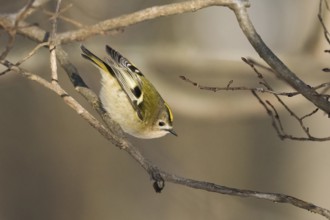A goldcrest (Regulus regulus) balancing on a branch in a winter woodland, Hesse, Germany