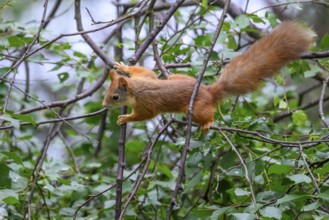 Eurasian squirrel (Sciurus vulgaris), squirrel actively climbing through a network of branches in