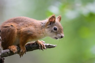 Eurasian squirrel (Sciurus vulgaris), Focussed squirrel sitting on a branch with green background,