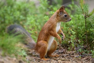 Eurasian squirrel (Sciurus vulgaris), squirrel standing vigilantly in the green undergrowth,