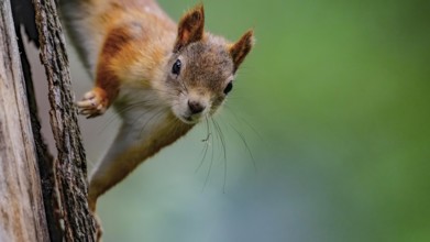 Eurasian squirrel (Sciurus vulgaris), squirrel curiously climbing a tree trunk with blurred green