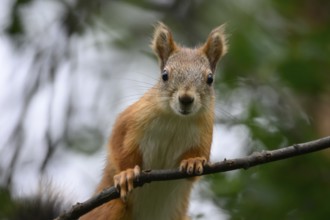 Eurasian squirrel (Sciurus vulgaris) Squirrel sitting attentively on a branch in a green
