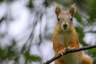 Eurasian squirrel (Sciurus vulgaris), squirrel looking curiously from a branch in a green natural