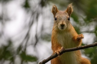 Eurasian squirrel (Sciurus vulgaris), watchful squirrel on a branch in the green forest, Kaamanen,