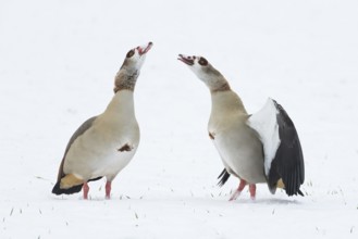 Two Nile Geese (Alopochen aegyptiacus) facing each other on snow-covered ground, mating ritual,