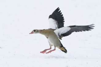 Egyptian goose (Alopochen aegyptiacus) landing with outstretched wings on snow-covered ground,