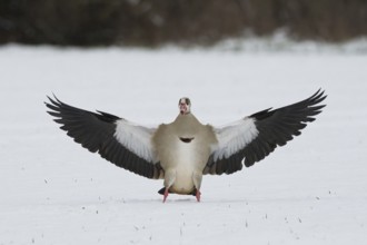 Egyptian goose (Alopochen aegyptiacus) landing on snow-covered ground with wings spread wide,