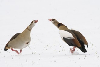 Two Nile Geese (Alopochen aegyptiacus) interacting on snow-covered ground, mating ritual, Hesse,