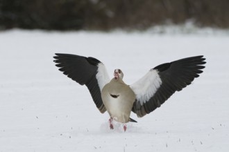 Egyptian goose (Alopochen aegyptiacus) running with outstretched wings over snow-covered ground,
