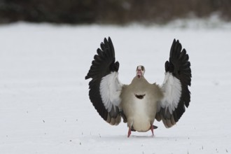 Egyptian goose (Alopochen aegyptiacus) with spread wings on snow-covered ground, Hesse, Germany