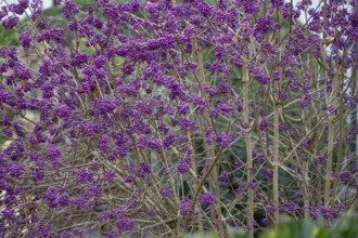 Beauty fruit, love pearl bush (Callicarpa bodinieri, Franconia, Bavaria, Germany