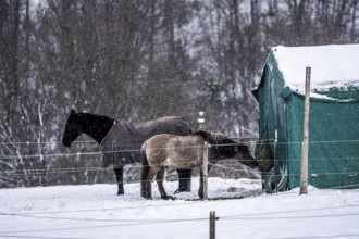 Horses in a paddock, snowy in winter, snowfall, in Elfringhauser Switzerland, near Sprockhövel,