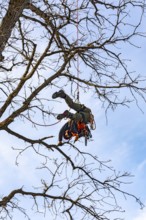 Detroit, Michigan - Members of the Detroit Arborist Collective trim dead branches from a burr oak