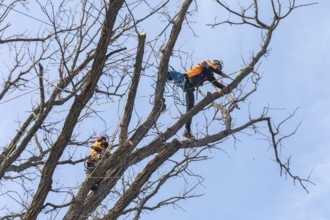 Detroit, Michigan - Members of the Detroit Arborist Collective trim dead branches from a burr oak