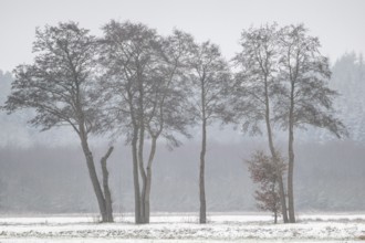 Black alder (Alnus glutinosa) in a snowy, foggy landscape, Emsland, Lower Saxony, Germany