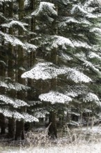 Snow-covered spruce (Picea abies), Emsland, Lower Saxony, Germany