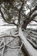 Old Scots pine (Pinus sylvestris), Emsland, Lower Saxony, Germany