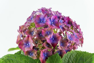 Close-up of pink-purple hydrangea flowers with green leaves against a clear white background,