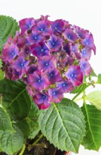Purple hydrangea flowers with green leaves on a white background, Hydrangea (Hydrangea), Lower