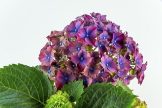 Close-up of purple hydrangea flowers with green leaves against a white background, Hydrangea