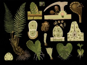 Scientific illustration with details, worm fern, Polystichum filix mas, school picture, authentic
