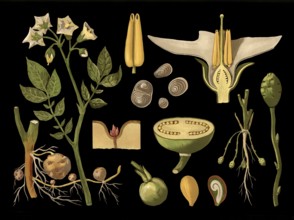 Scientific illustration with details, potato, Solanum tuberosum, school picture, authentic