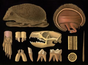 Scientific illustration with details, hedgehog, brown-breasted hedgehog, Erinaceus europaeus,