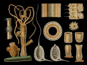 Scientific illustration with details, type of freshwater polyps, hydra vulgaris, school picture,