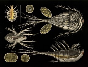 Scientific illustration with details, hopping crab, cyclops and carp louse, argulus, school
