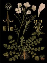 Scientific illustration with details, meadow foam herb, cardamine pratensis, school picture,