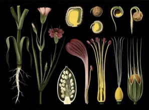 Scientific illustration with details, Kornrade, Agrostemma Githago, school painting, authentic