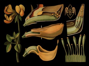 Scientific illustration with details, common horn clover, lotus corniculatus, school picture,