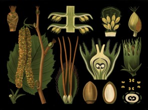 Scientific illustration with details, hazelnut, Corylus avellana, school picture, authentic