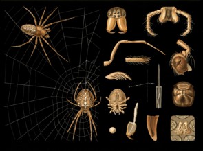 Scientific illustration with details, garden spider, Araneus diadematus, school picture, authentic