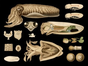 Scientific illustration with details, squid, cuttlefish officinalis, school picture, authentic