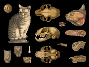 Scientific illustration with details, house cat, Felis domestica, school picture, authentic