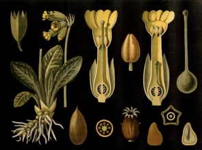 Scientific illustration with details, cowslip, Primula veris, school picture, authentic