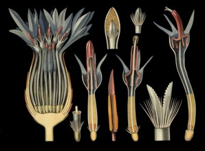 Scientific illustration with details, cornflower, Centaurea cyanus, school picture, authentic