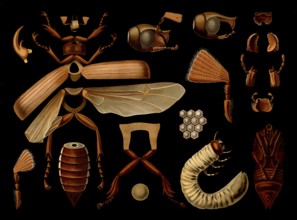 Scientific illustration with details, May beetle, Melolontha melolontha, school picture, authentic