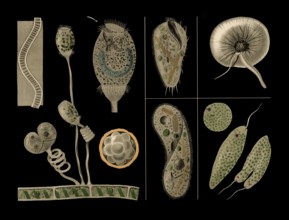 Scientific illustration with details, ciliophora and bell animal, vorticella and slippers,