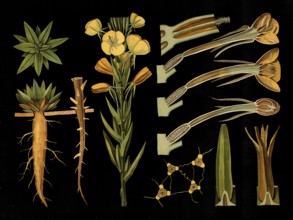 Scientific illustration with details, evening primrose, Oenothera biennis, school picture,