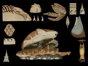 Scientific illustration with details, cat shark, Scyllium catulus, school picture, authentic