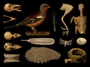 Scientific illustration with details, chaffinch, Fringilla coelebs, school picture, authentic