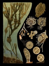 Scientific illustration with details, bubble swab, fucus vesiculosus, school picture, authentic