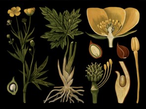 Scientific illustration with details, sharp buttercup, Ranunculus acris, school picture, authentic