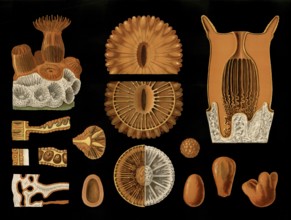 Scientific illustration with details, star coral, Astroides calycularis, school picture, authentic