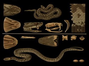 Scientific illustration with details, vipera berus and grass snake, Natrix natrix, school picture,