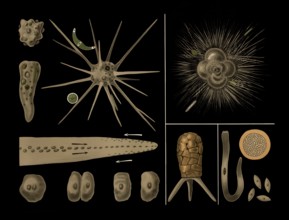 Scientific illustration with details, amoeba, Rotalia, Difflugia and Gregarine, school painting,