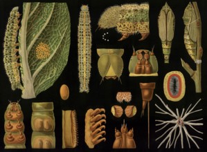 Scientific illustration with details, Großer Kohlweissling, Pieris brassicae, caterpillar stage,