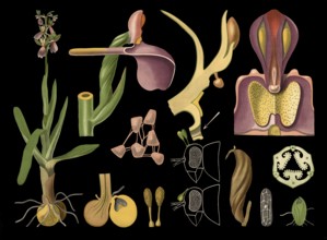 Scientific illustration with details, orchid orchid, Orchis morio, school picture, authentic